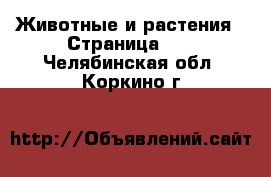  Животные и растения - Страница 40 . Челябинская обл.,Коркино г.